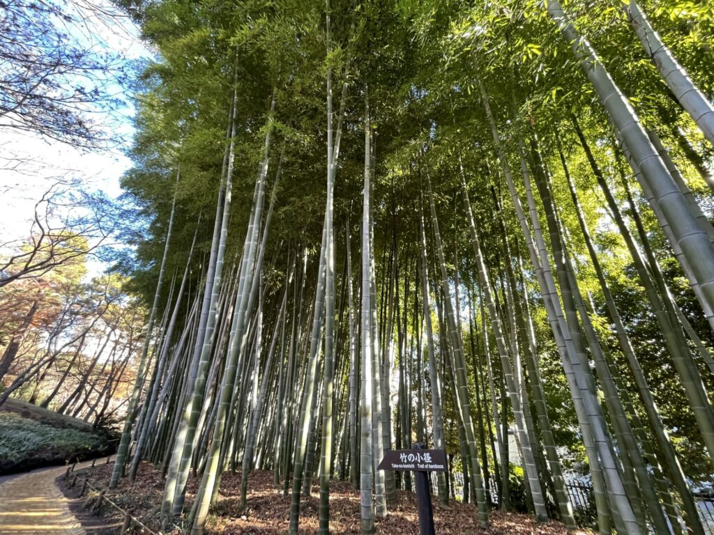 竹の小径（殿ヶ谷戸庭園）