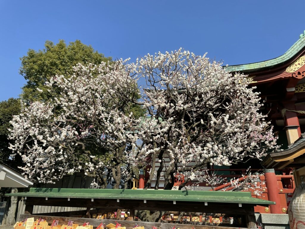 梅の花（亀戸天神社）