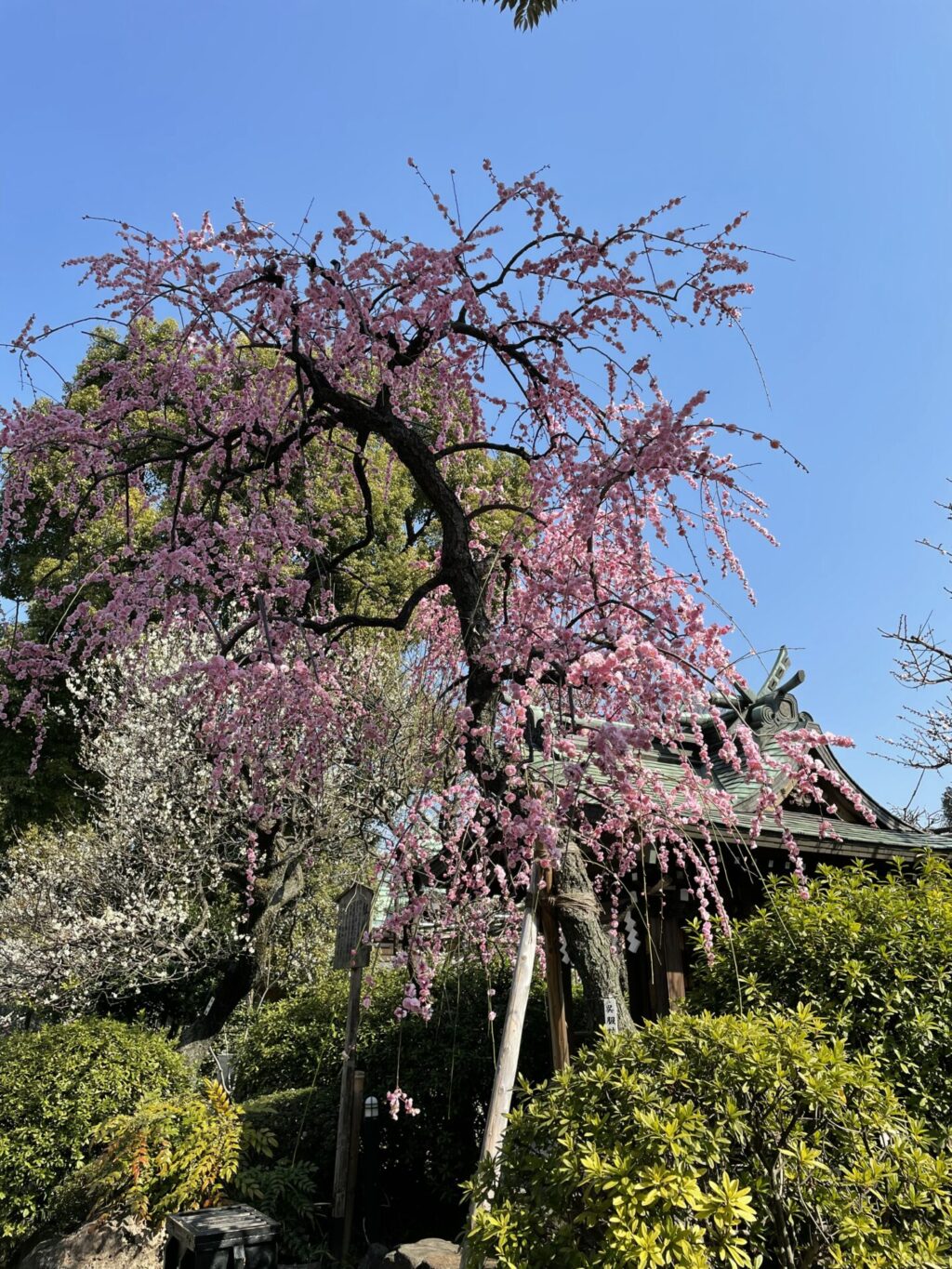 梅の花①（亀戸天神社）