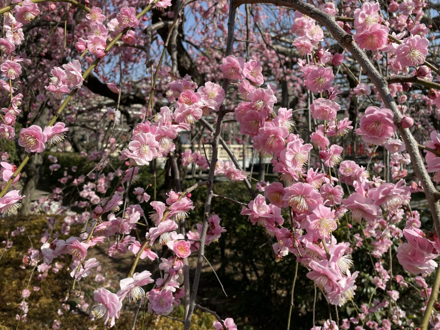梅の花④（亀戸天神社）