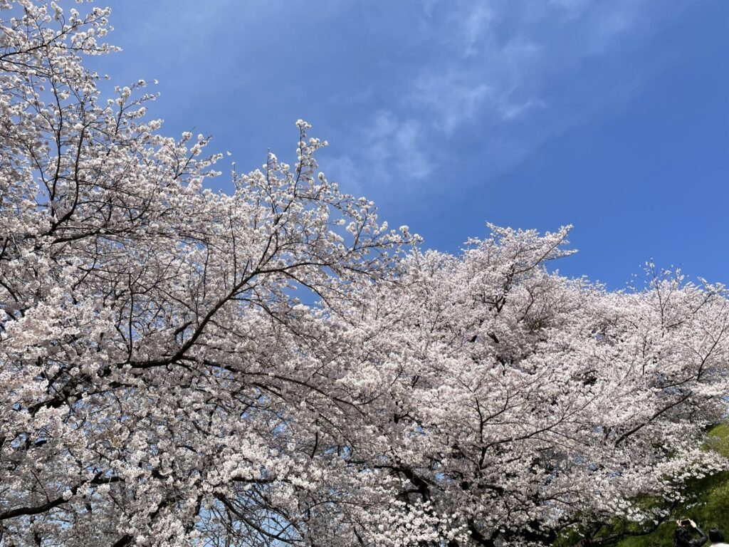 桜（さきたま古墳公園）