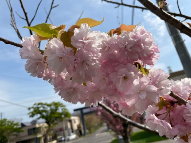 桜と第二鳥居（岩内神社）