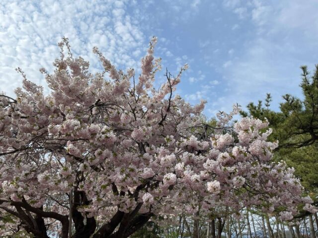 桜の木②（岩内神社）