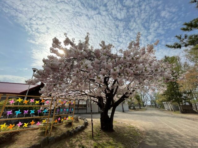 桜の木（岩内神社）