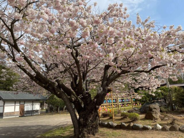 桜の木③（岩内神社）