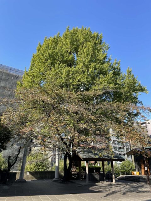 御神木「銀杏」（熊野神社）