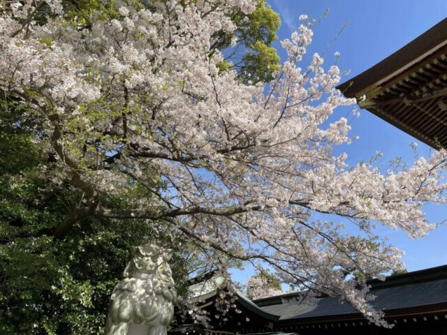 狛犬と桜（寒川神社）