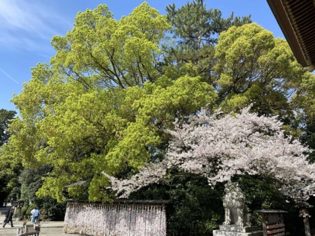 神門→「木々・桜・狛犬」（寒川神社）