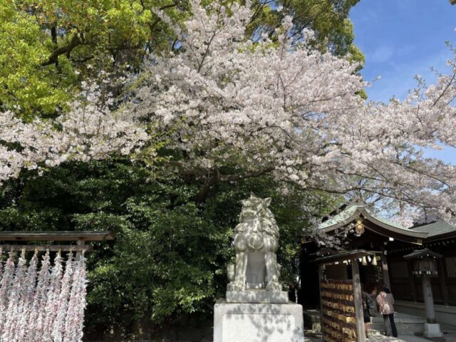 狛犬と桜②（寒川神社）