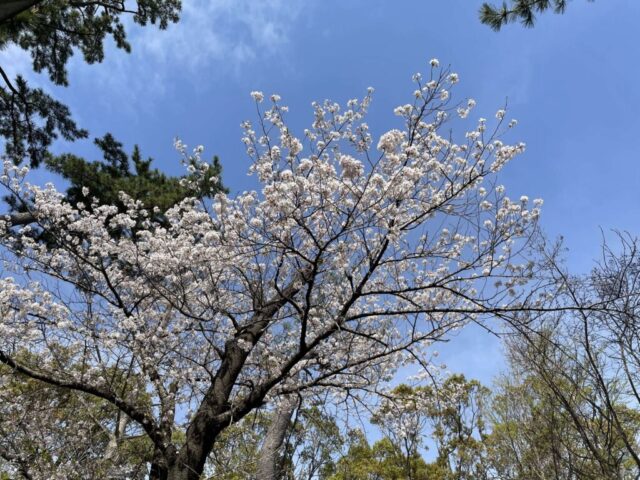 桜（宮山神社）
