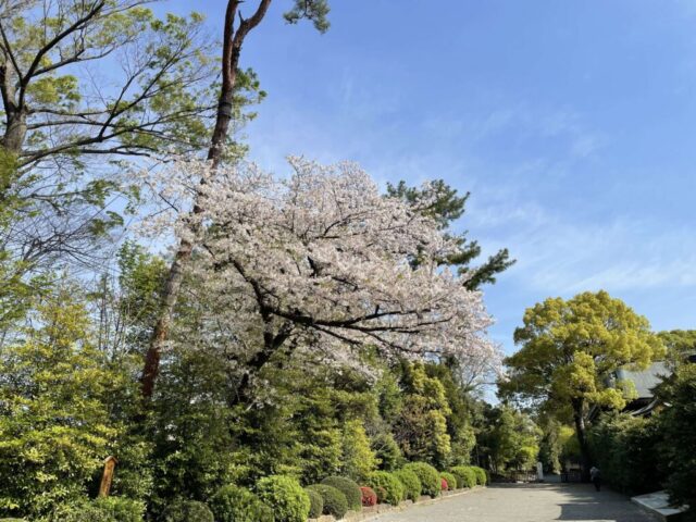 桜（寒川神社）