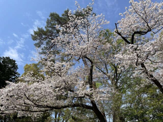 桜②（寒川神社）