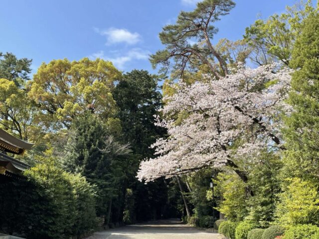 桜②（寒川神社）
