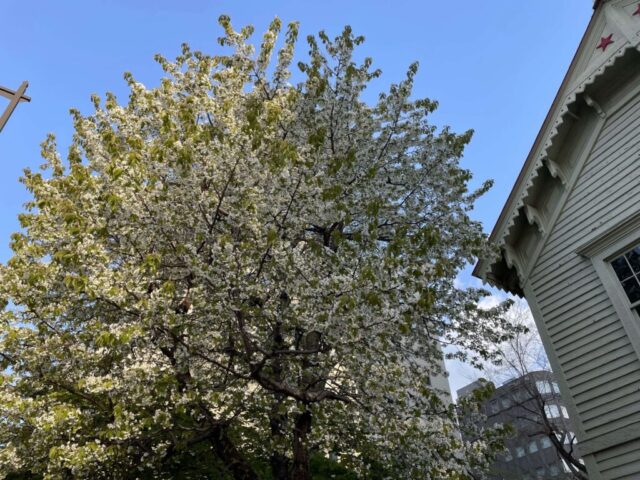 桜（札幌市時計台）