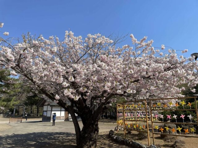 桜の木（岩内神社）