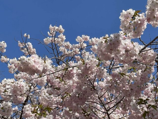 桜の木②（岩内神社）