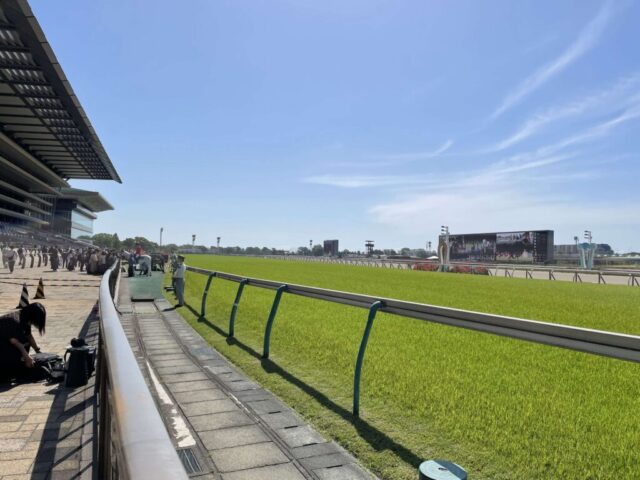 緑のターフ（東京競馬場）