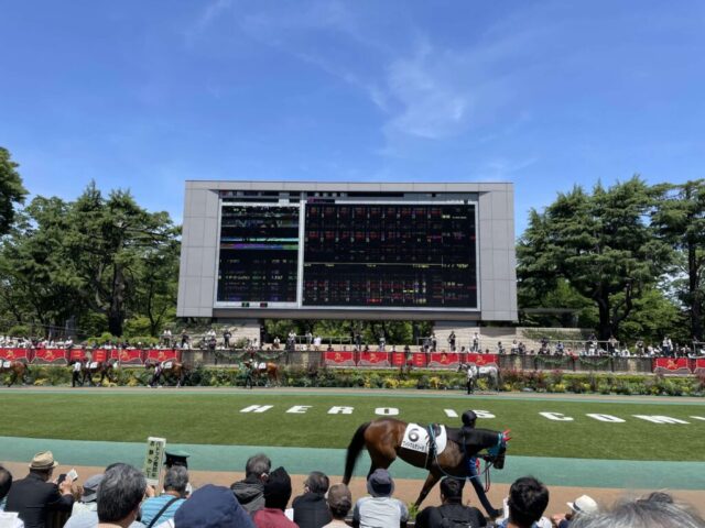 パドック②（東京競馬場）