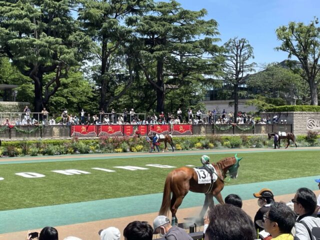 パドック③（東京競馬場）