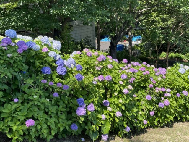 中央園路→「紫陽花」（葛西臨海公園）