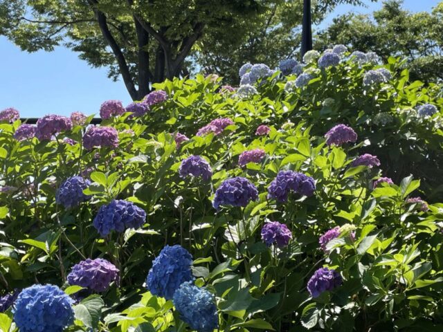 紫陽花②（葛西臨海公園）