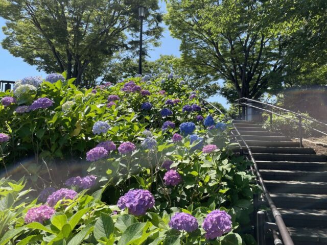 紫陽花（葛西臨海公園）