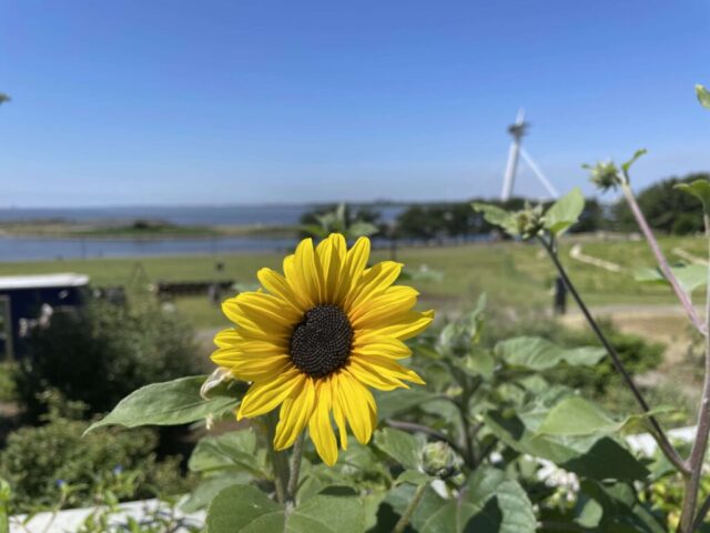 ひまわり③（葛西臨海公園）