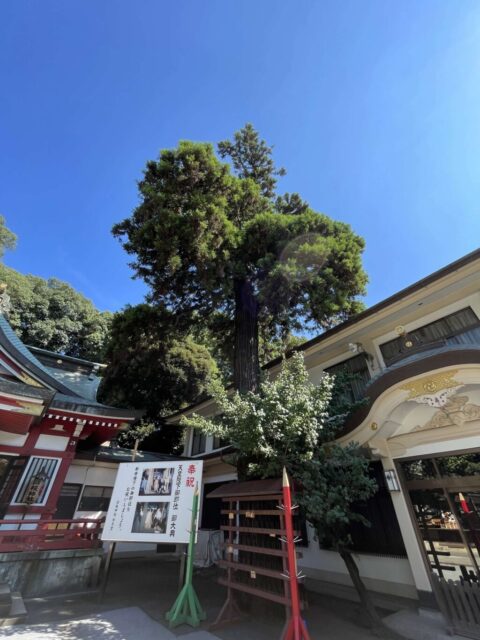 御神木（日枝神社）