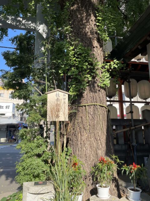 枝垂れ銀杏（波除神社）