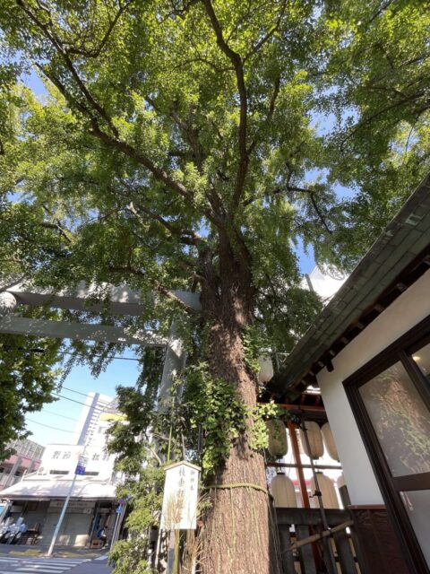 枝垂れ銀杏②（波除神社）