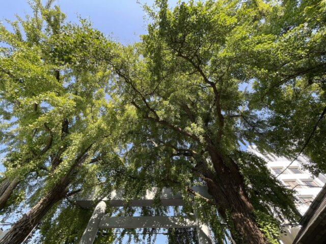 枝垂れ銀杏③（波除神社）