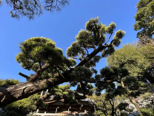 松の木（鳩森八幡神社）