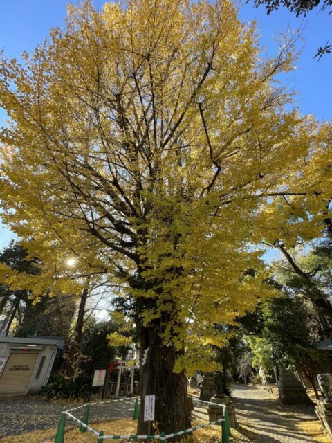 御神木（鳩森八幡神社）