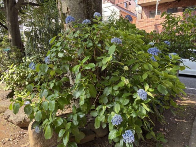 紫陽花?(北野神社)