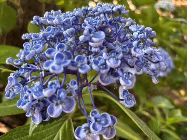紫陽花?②(北野神社)
