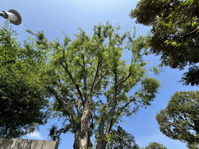 ケヤキ②(北野神社)