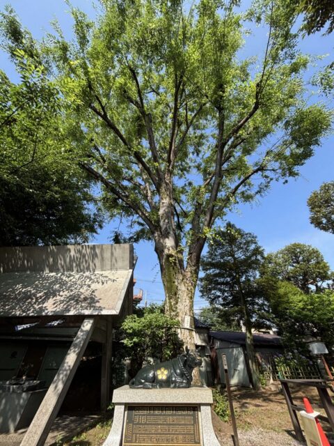 ケヤキ(北野神社)