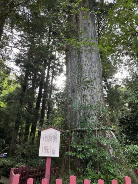 安産杉(箱根神社)