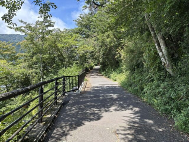 九頭龍の森セラピーロード③(箱根町)