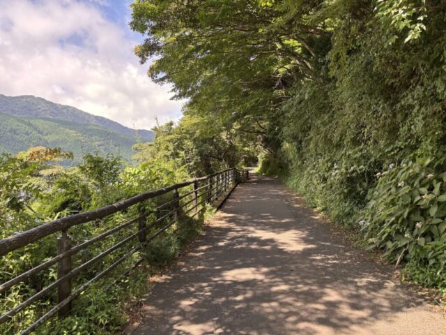 九頭龍の森セラピーロード④(箱根町)