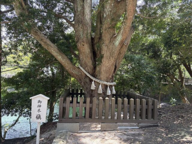 御神木②(安房神社)