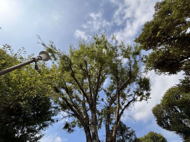 ケヤキ（北野神社）