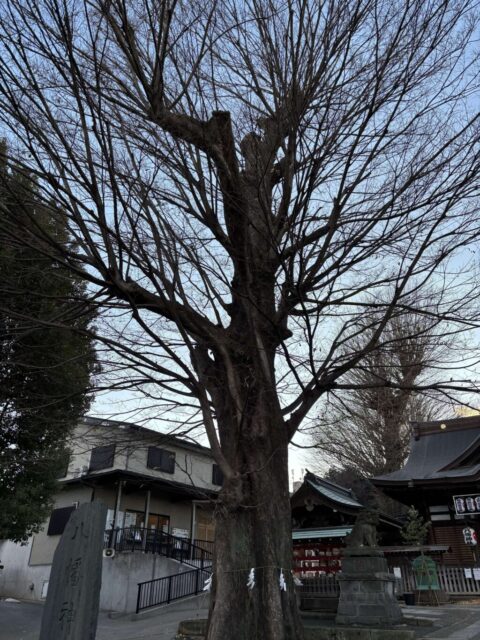 御神木（瀧野川八幡神社）