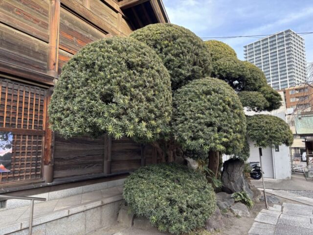 立派な松（住吉神社）