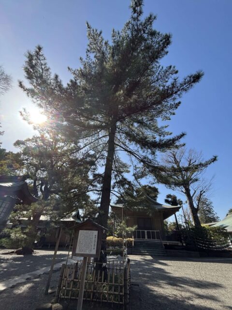 頼朝公お手植えの松（井草八幡宮）