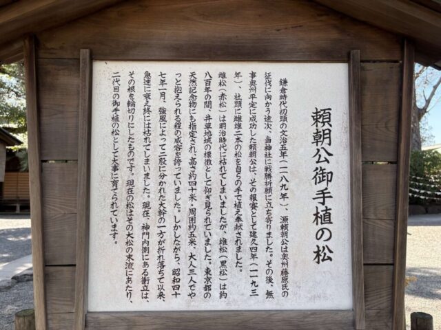 頼朝公お手植えの松②（井草八幡宮）