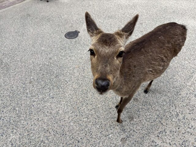 人懐っこい鹿（宮島）