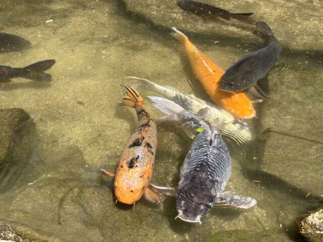 紅葉谷公園④（宮島）