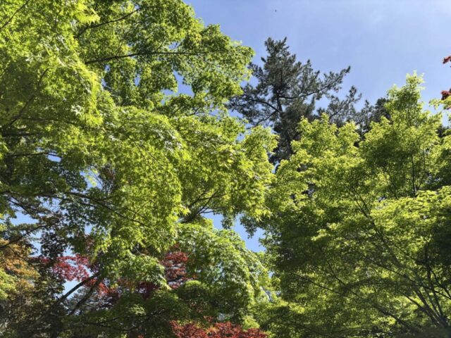 紅葉谷公園⑤（宮島）