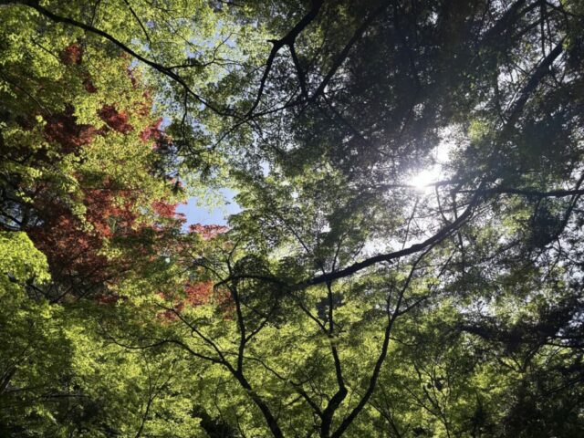 紅葉谷公園⑥（宮島）